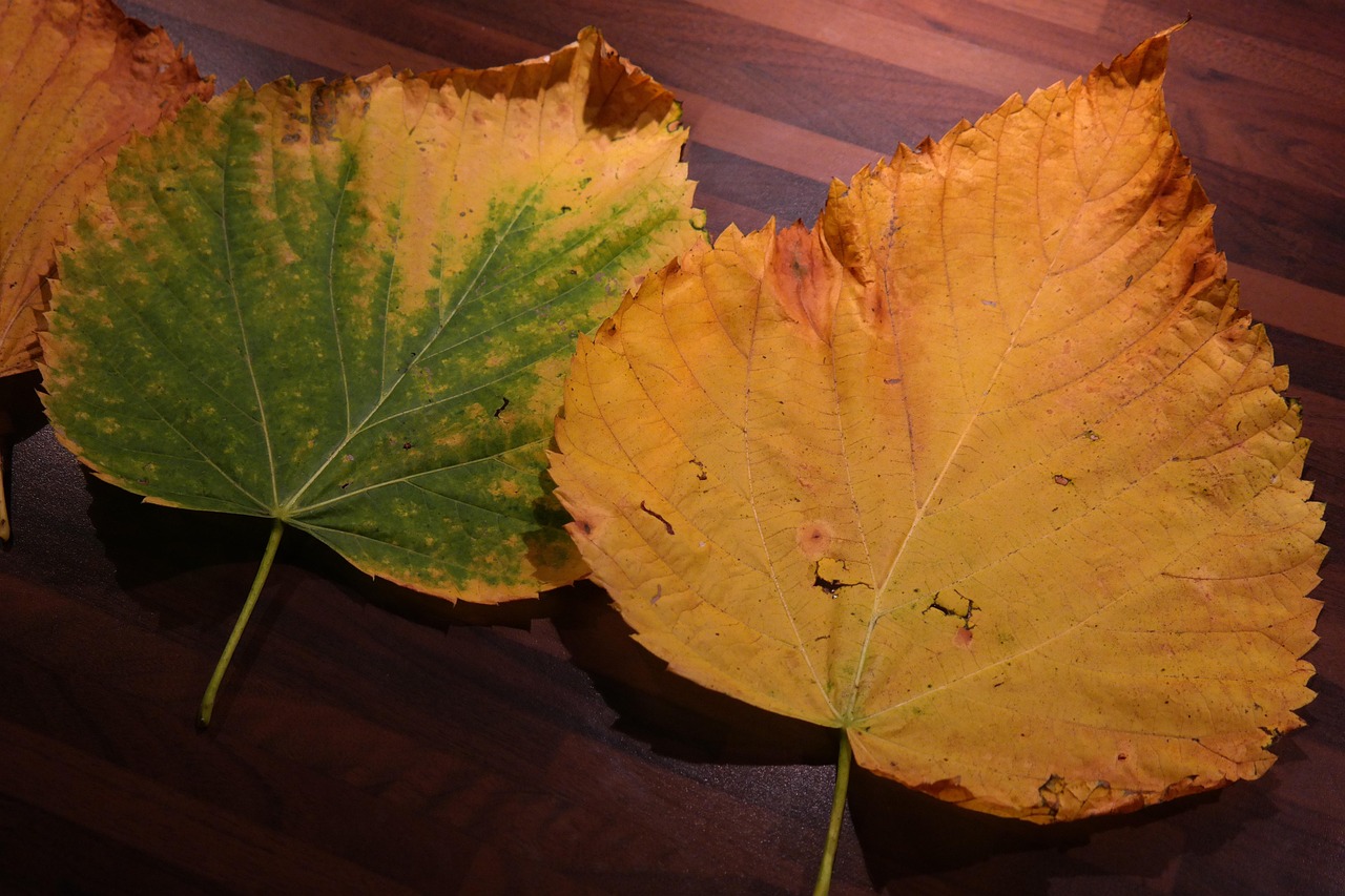 Foglie ingiallite su una pianta, segno di stress vegetale e necessità di intervento.