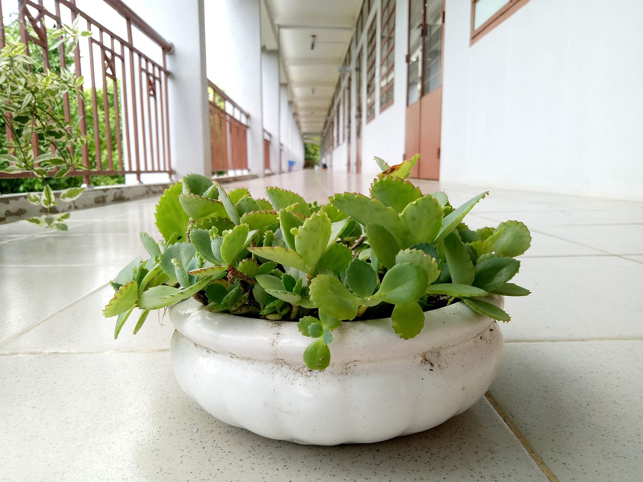 Kalanchoe esposta a luce diretta, foglie bruciate e danneggiate dal sole.