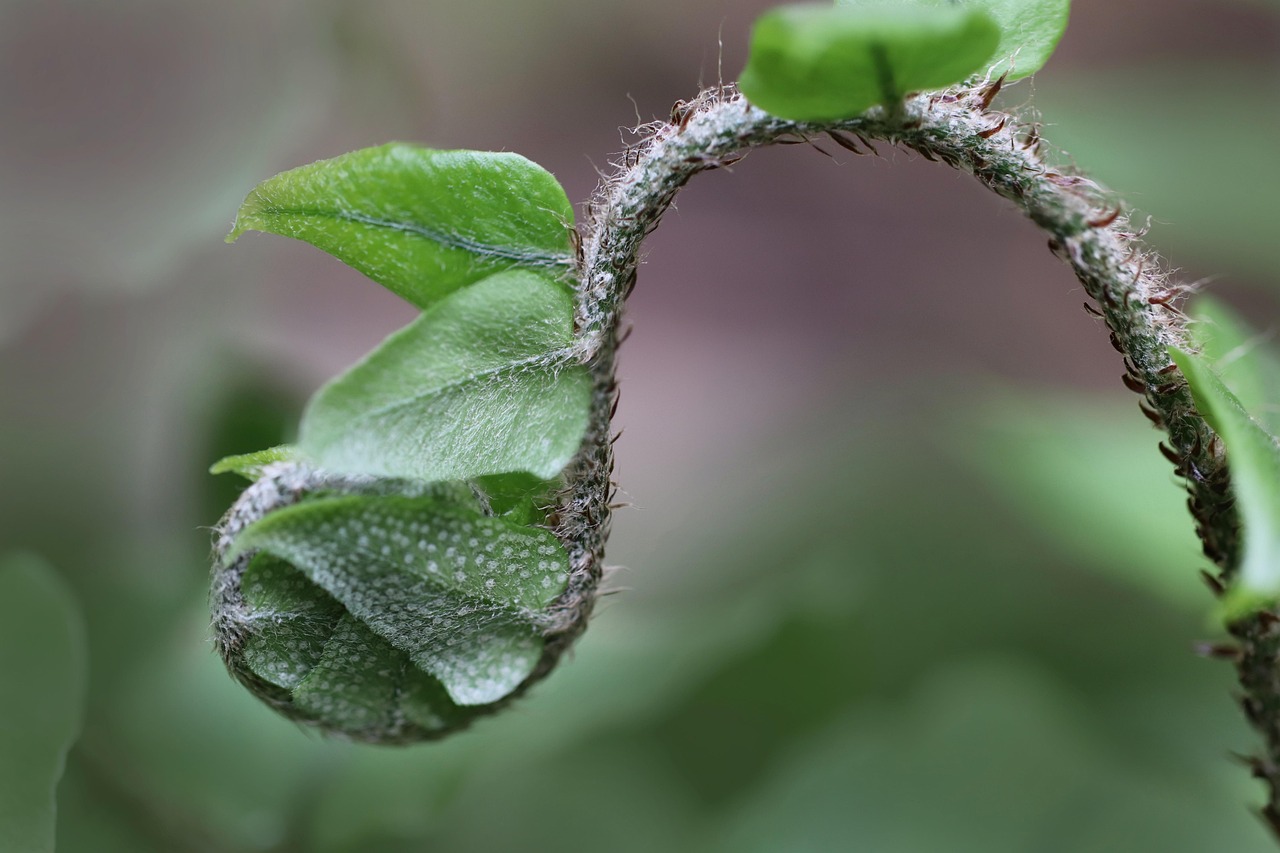 Asplenium appassito con foglie ingiallite, simbolo di piante in difficoltà.