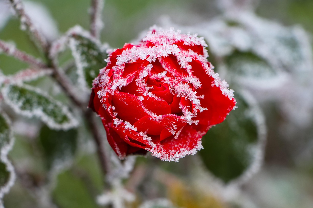 Rosa in giardino con foglie verdi, pronta per le cure di marzo.
