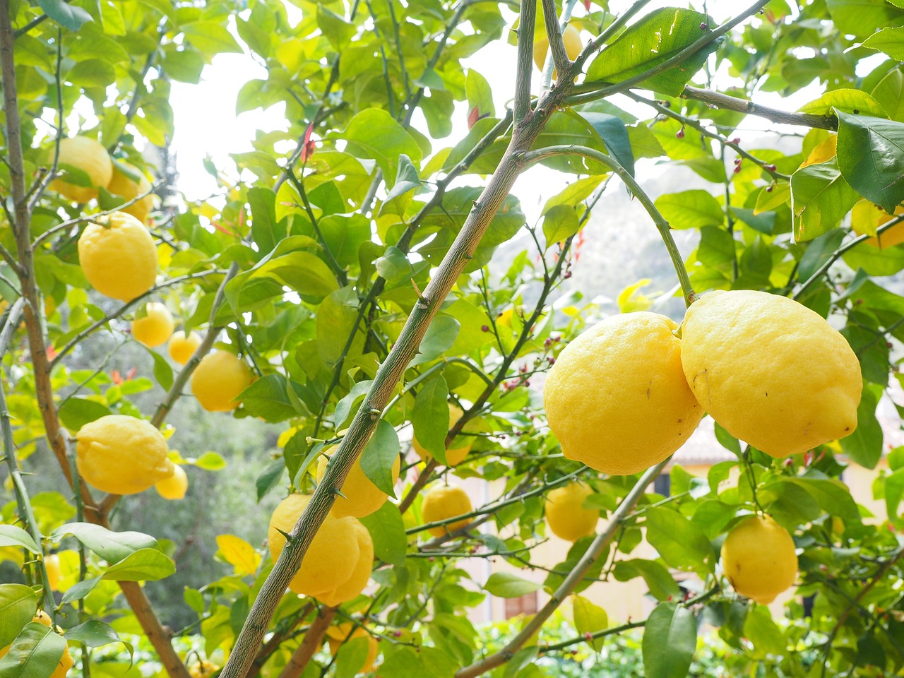 Concime per albero di limone, ideale per fioriture rigogliose e crescita sana.