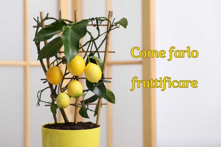 Mai innaffiare il limone in vaso così: ecco il trucco per farlo fruttificare