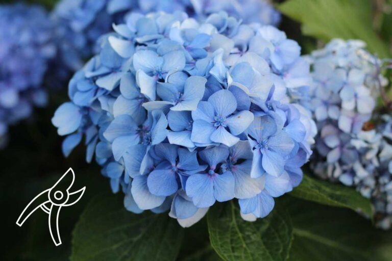 Mai potare le ortensie così: ecco l'errore che impedisce la fioritura