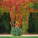 Pianta rampicante che cresce rigogliosa e senza sostegni, con fiori colorati in un giardino autunnale.