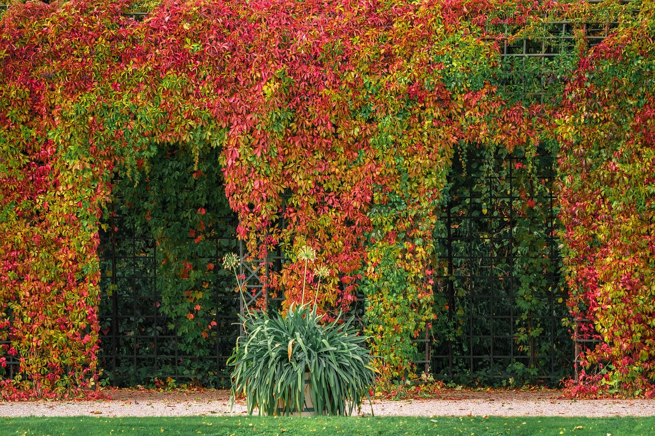 Pianta rampicante che cresce rigogliosa e senza sostegni, con fiori colorati in un giardino autunnale.