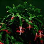 Cactus di Natale fiorito con fiori colorati, simbolo di cura e fioritura continua.