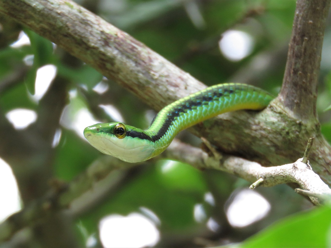 Serpente verde mimetizzato tra le foglie di un giardino, scoperto da un curioso osservatore.