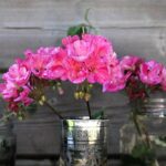 Gerani fioriti in vaso con foglie verdi, simbolo del trucco della nonna per una fioritura prolungata.