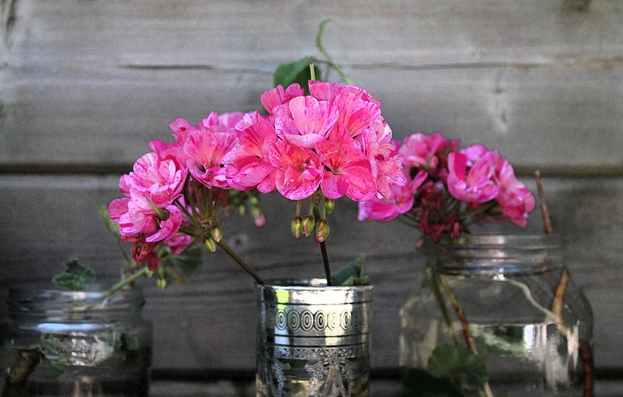 Gerani fioriti in vaso con foglie verdi, simbolo del trucco della nonna per una fioritura prolungata.