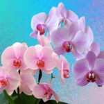 Fertilizzante naturale: chicchi di caffè macinati accanto a splendide orchidee in fiore.