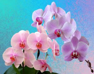 Fertilizzante naturale: chicchi di caffè macinati accanto a splendide orchidee in fiore.