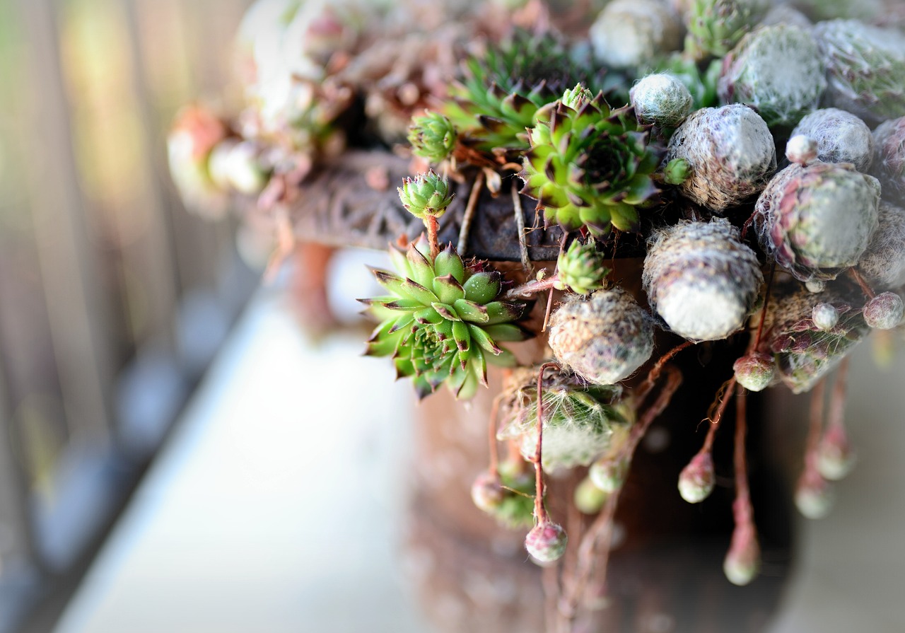 Piante grasse con radici marce, segnale di eccesso d'acqua.