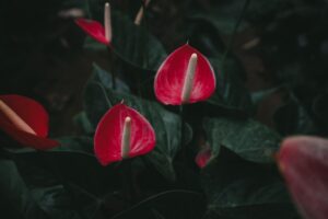 Anthurium in vaso con foglie verdi brillanti, ideale per decorare gli interni.