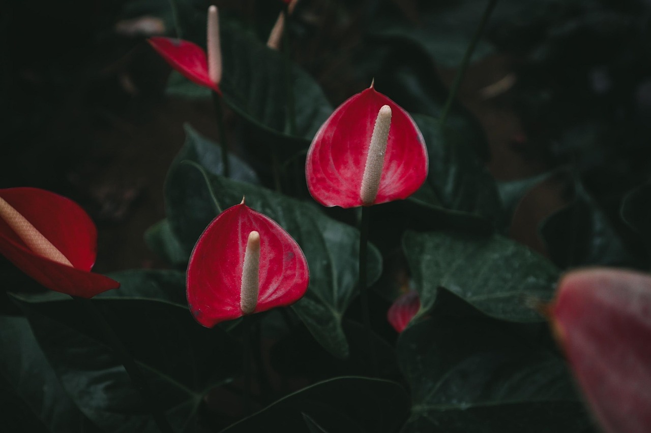 Anthurium in vaso con foglie verdi brillanti, ideale per decorare gli interni.