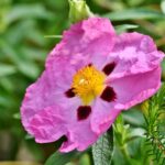 Pianta verde rigogliosa esposta al sole, simbolo di bassa manutenzione e resistenza.