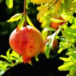 Melograno potato con frutti rossi e succosi, in un giardino soleggiato.