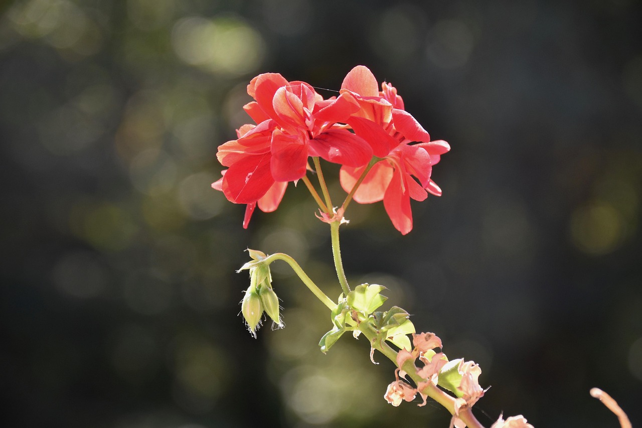 Gerani appassiti in vaso, evidenziando la mancanza di fiori e possibili cause di salute della pianta.