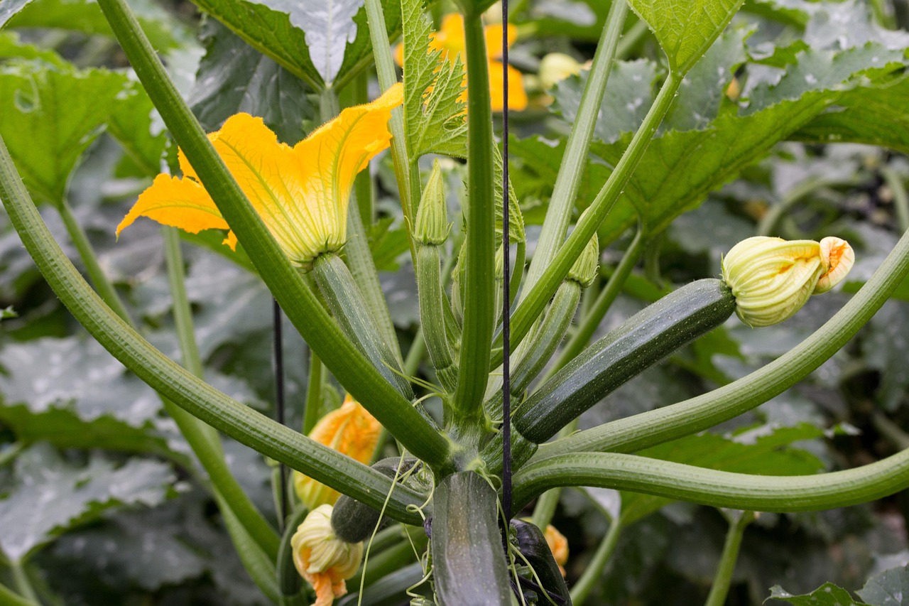 Cenere di legno sparsa nel terreno, evidenziando il suo uso come concime per zucchine.