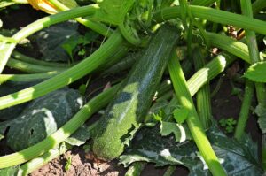 Zucchine in giardino con cenere di legna per fertilizzazione naturale.
