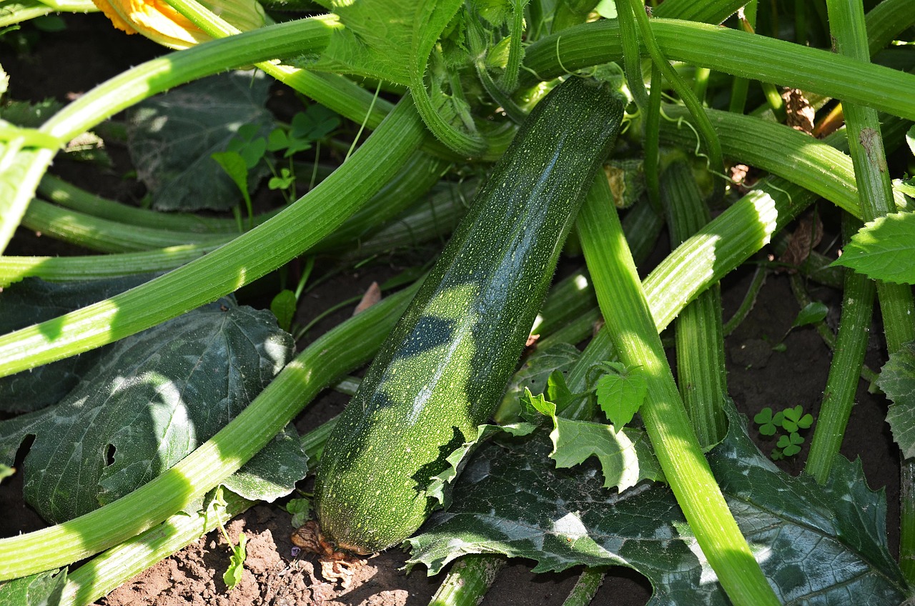 Zucchine in giardino con cenere di legna per fertilizzazione naturale.