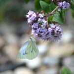 Planta resistente al caldo, ideale per giardini, attrae farfalle e richiede poca acqua.