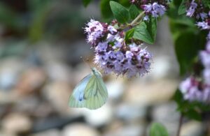 Planta resistente al caldo, ideale per giardini, attrae farfalle e richiede poca acqua.