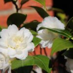 Camelie in fiore con gocce d'acqua, simbolo di cura e attenzione per la loro irrigazione.