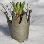 Pianta da balcone verde in inverno, resistente alla neve e alle basse temperature.