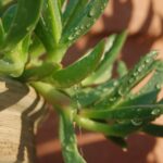 Cocciniglia su una pianta grassa, evidenziando i danni sulle foglie.