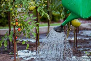 Cenere di legno sparsa intorno a piante di pomodoro in giardino per fertilizzazione naturale.