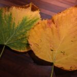 Foglie ingiallite di una pianta in vaso, con rimedi naturali in evidenza sul tavolo.