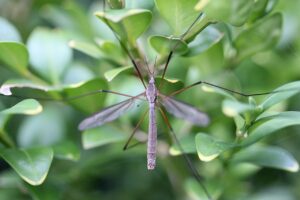 Insetto forbice su foglia verde nel giardino, simbolo di avvertimento per i giardinieri.