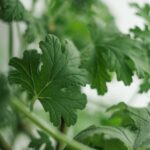 Pianta antizanzare profumata in giardino, alternativa alla citronella.