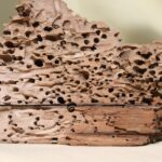 Insetti del legno su un mobile, evidenziando danni da tarli e necessità di intervento.