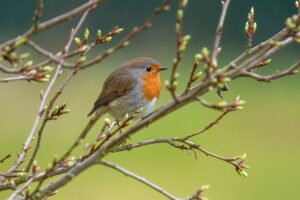 Pettirosso e cincia su un balcone con mangiatoia e piante, per attrarre uccelli in inverno.