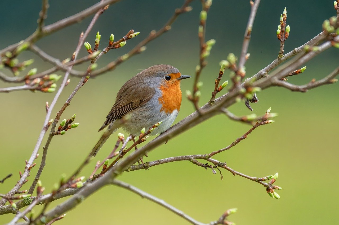 Pettirosso e cincia su un balcone con mangiatoia e piante, per attrarre uccelli in inverno.