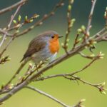 Pettirosso nel giardino, attira con cibo delizioso per tornare ogni giorno.