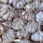 Immagine di un campo di aglio in crescita, con piante verdi e terreno ben preparato.