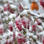 Pettirosso infreddolito su ramo, simbolo di ritorno della primavera e cura degli uccelli.
