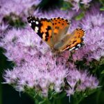 Pianta resistente alla siccità, ideale per giardini caldi, attrae farfalle e crea un'oasi naturale.
