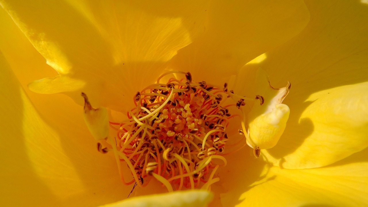 Rose colorate crescono rigogliose con una buccia di banana sotto le radici.