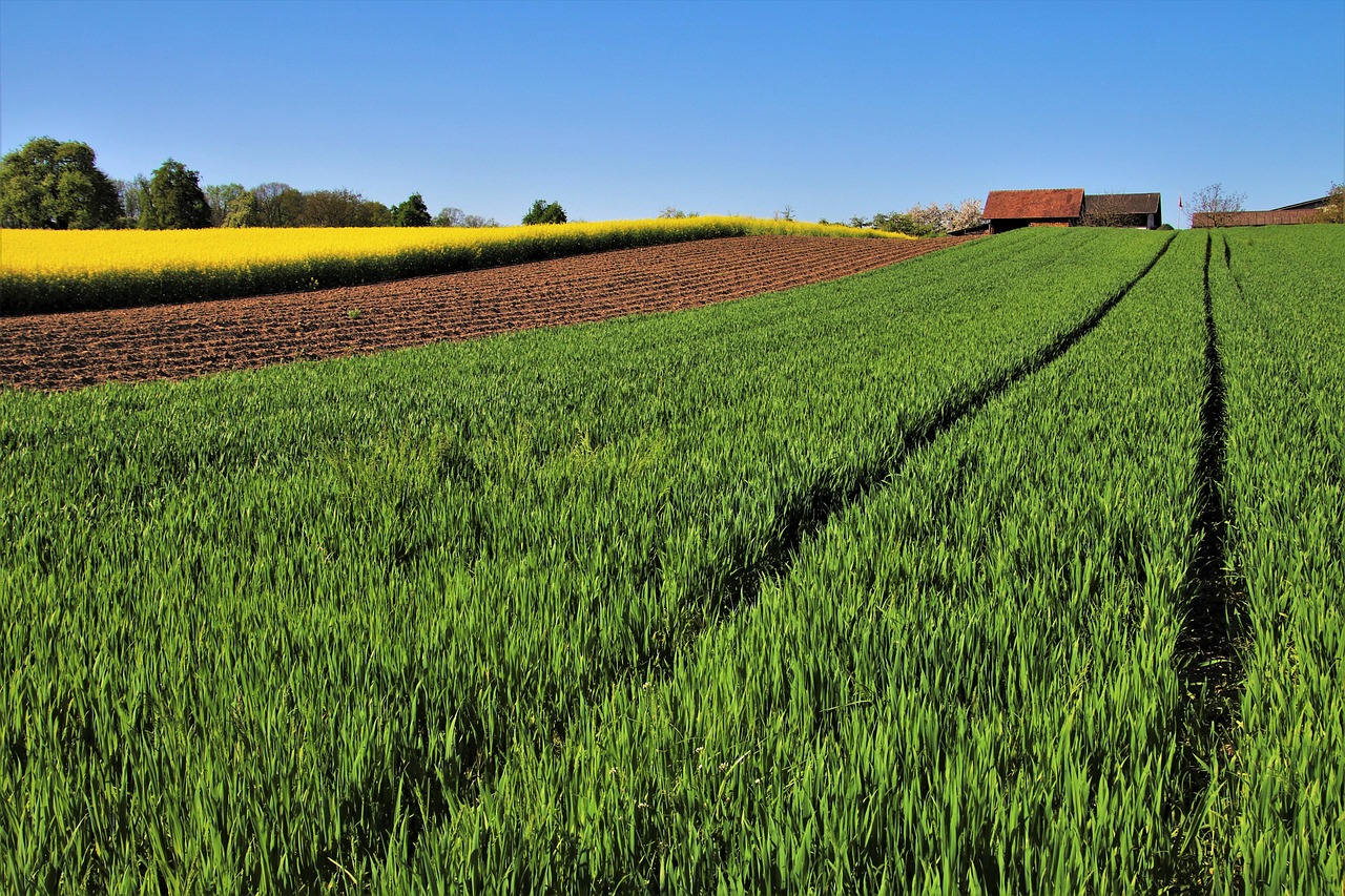 Terreno agricolo con piante verdi, simbolo di eredità e opportunità per nuovi agricoltori.