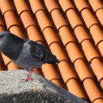 Piccioni sul balcone con un metodo anti-invasione efficace per centri storici.