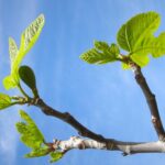 Giardiniere che pota un fico in un giardino soleggiato, con attrezzi da giardinaggio.