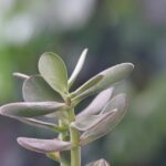 Albero di Giada in un interno, evidenziando posizioni sconsigliate per la sua collocazione.