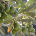 Ulivo carico di olive, simbolo di un raccolto produttivo e ben curato.