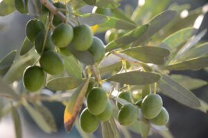 Ulivo carico di olive, simbolo di un raccolto produttivo e ben curato.