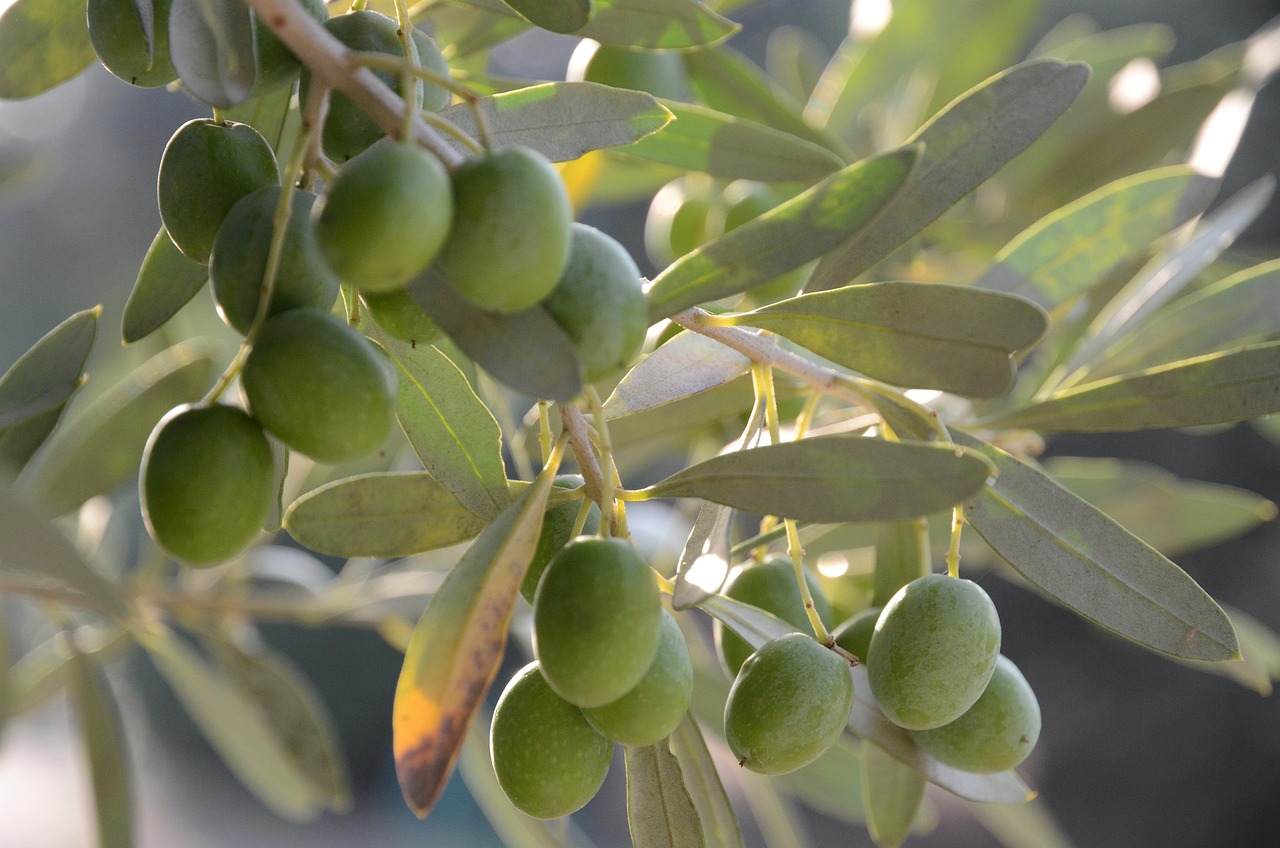Ulivo carico di olive, simbolo di un raccolto produttivo e ben curato.