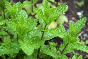 Fertilizzante naturale per menta: foglie verdi e rigogliose in un giardino.