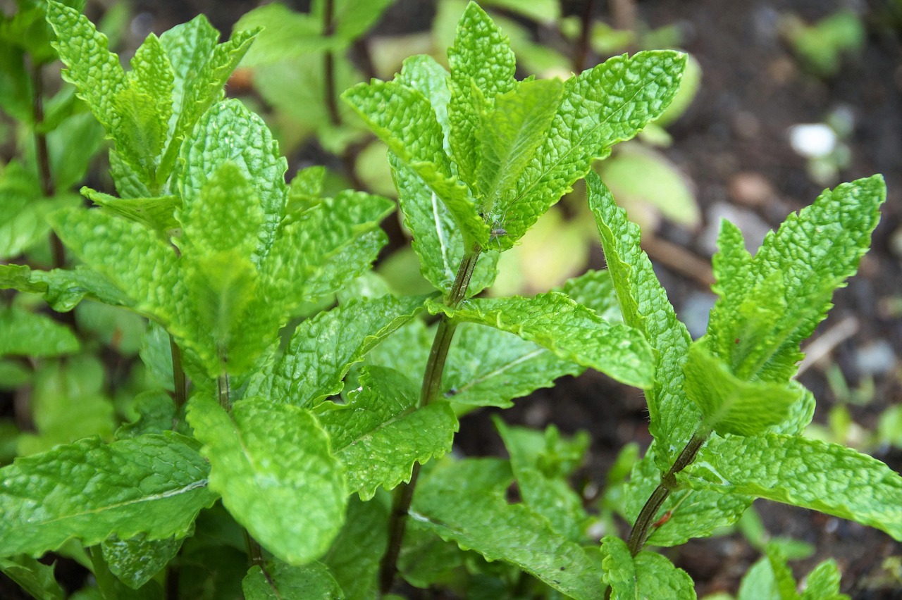 Fertilizzante naturale per menta: foglie verdi e rigogliose in un giardino.